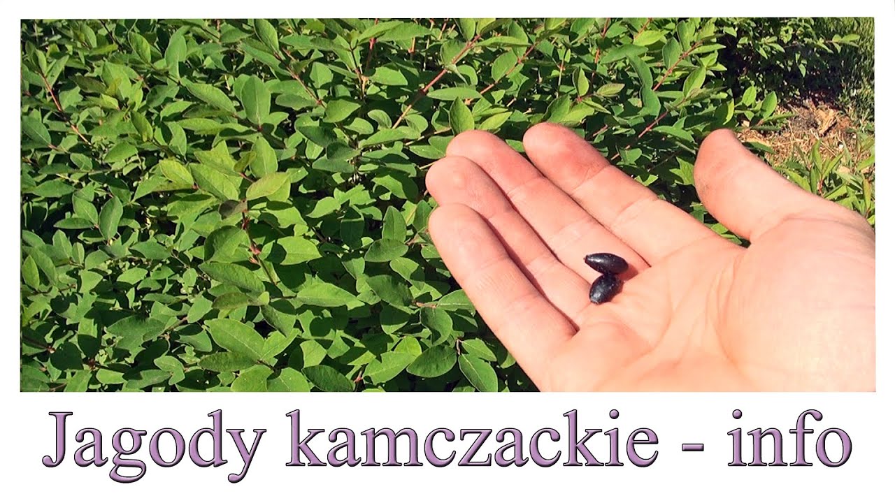 Jagody kamczackie - trochę informacji - Ogrodowe pierdamony 99