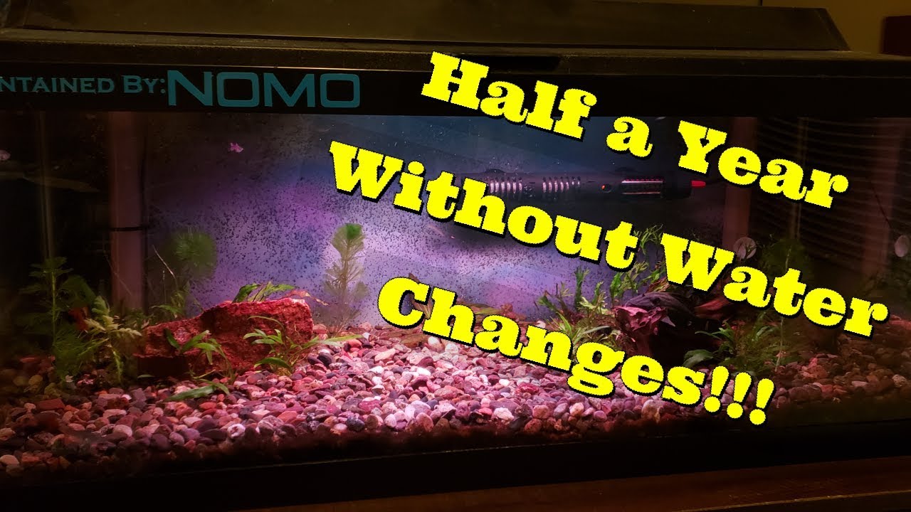 NOMO Aquarium Device | 6 Months No Water Changes!!