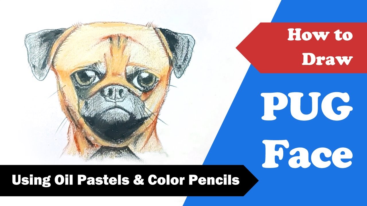Drawing an Adorable Pug Dog Face 🐶 | #pugdog | #prlinfo
