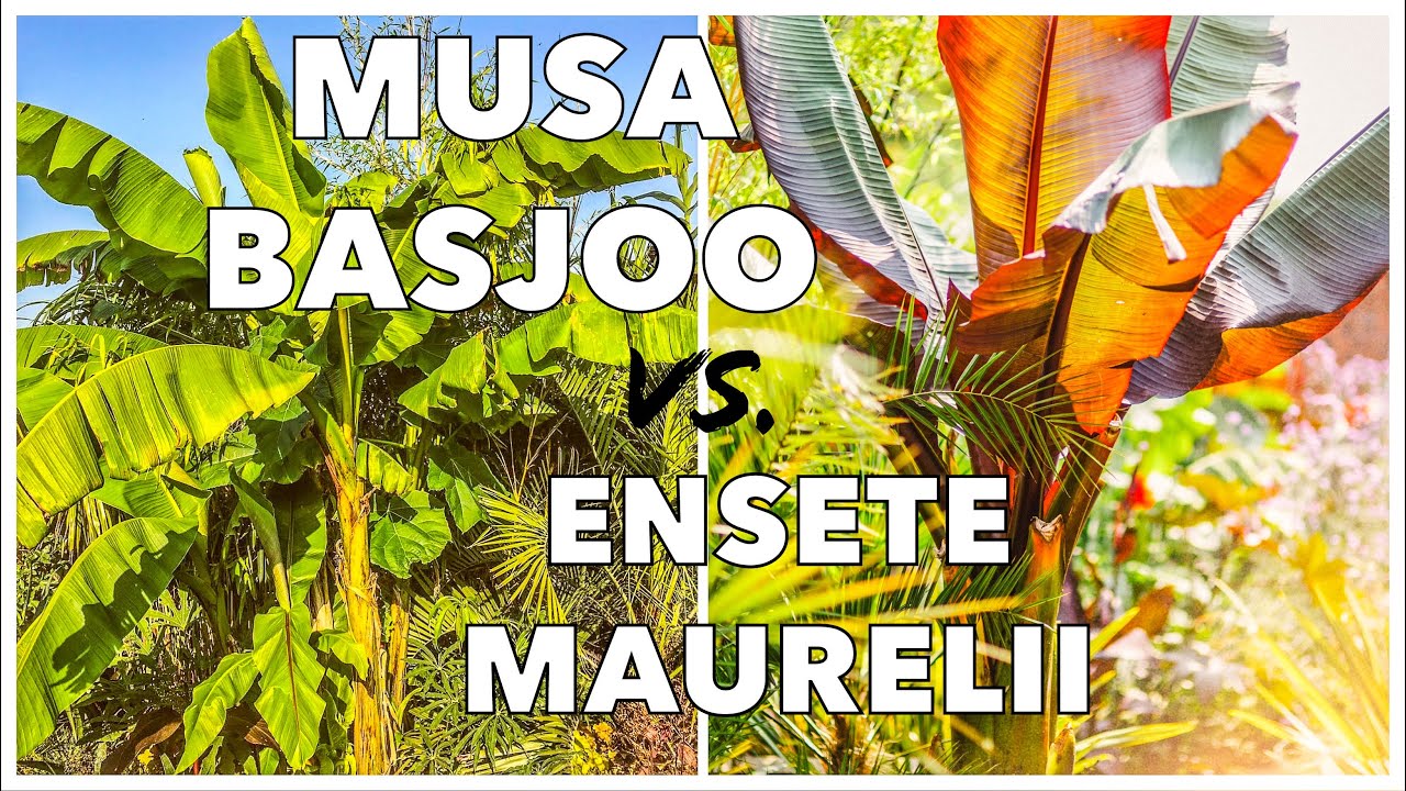 Musa Basjoo vs Ensete Ventricosum Maurelii  - How to Grow Banana Plants in UK Tropical Gardens