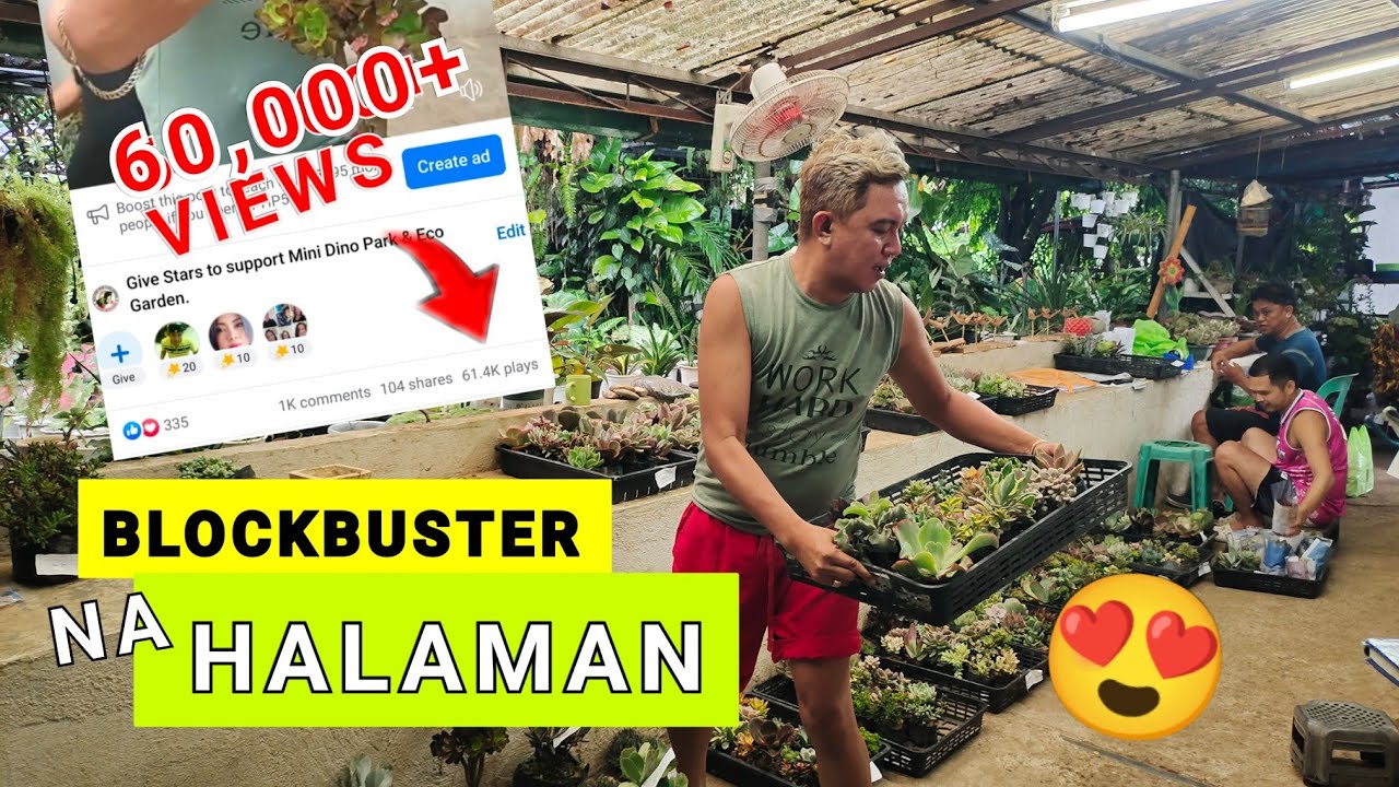 BLOCKBUSTER NEW ARRIVAL PLANTS | CHEAP & BEAUTIFUL SUCCULENTS