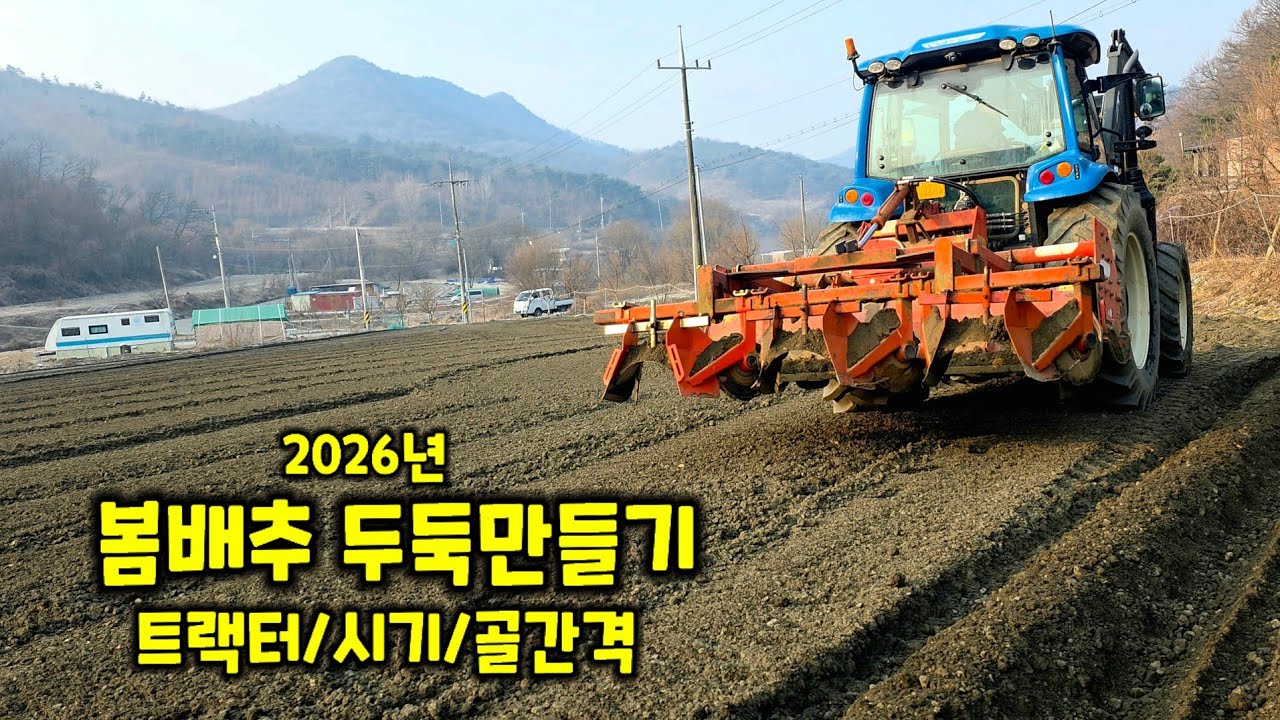 봄배추 심는시기 두둑만들기 트랙터로 골간격 [배추재배방법]