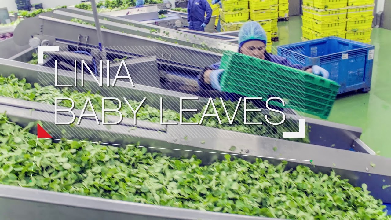 Green Factory fabryka Niepruszewo 2017
