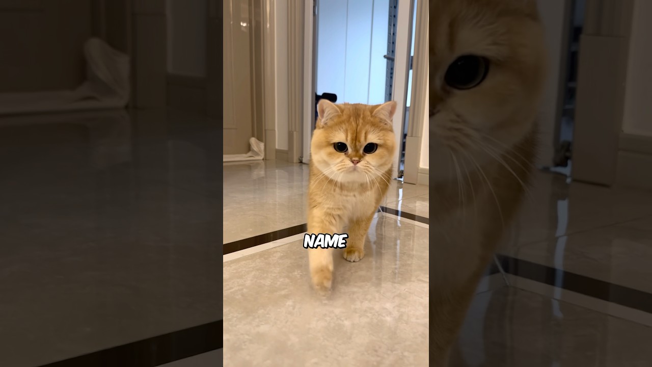 How To Train Your Cat To Come When Called 🛂