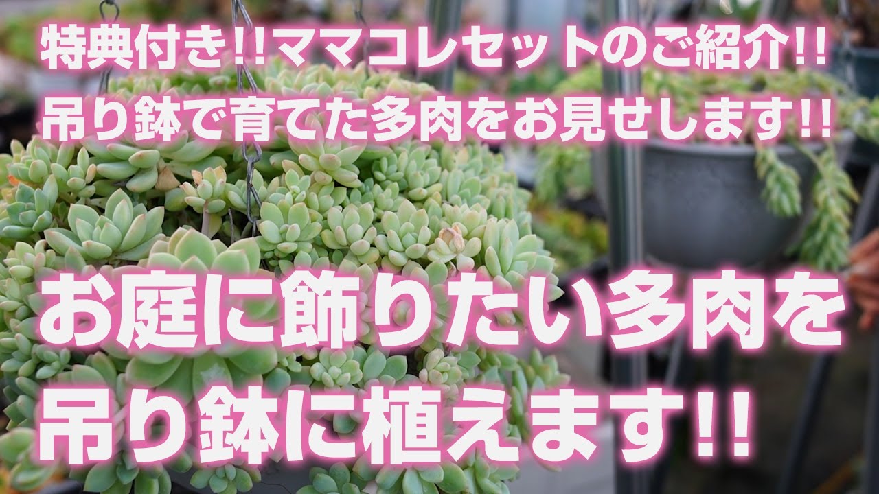 【多肉植物】お庭に飾りたい多肉を吊り鉢に植えます!!特典付き!!ママコレセットのご紹介!!吊り鉢で育てた多肉をお見せします!!【succulent】トロピカルガーデン
