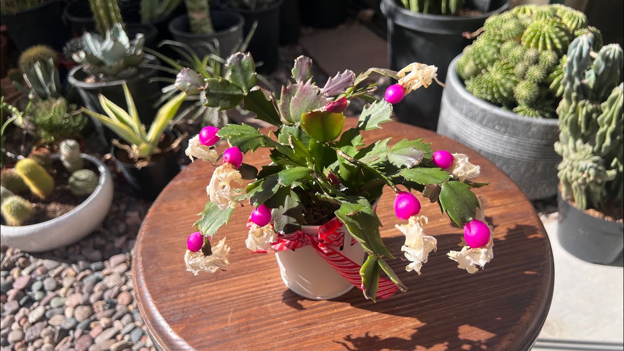 RIPE THANKSGIVING CACTUS FRUIT! WOW SO MANY SEEDS! SCHLUMBERGERA TRUNCATA #plants