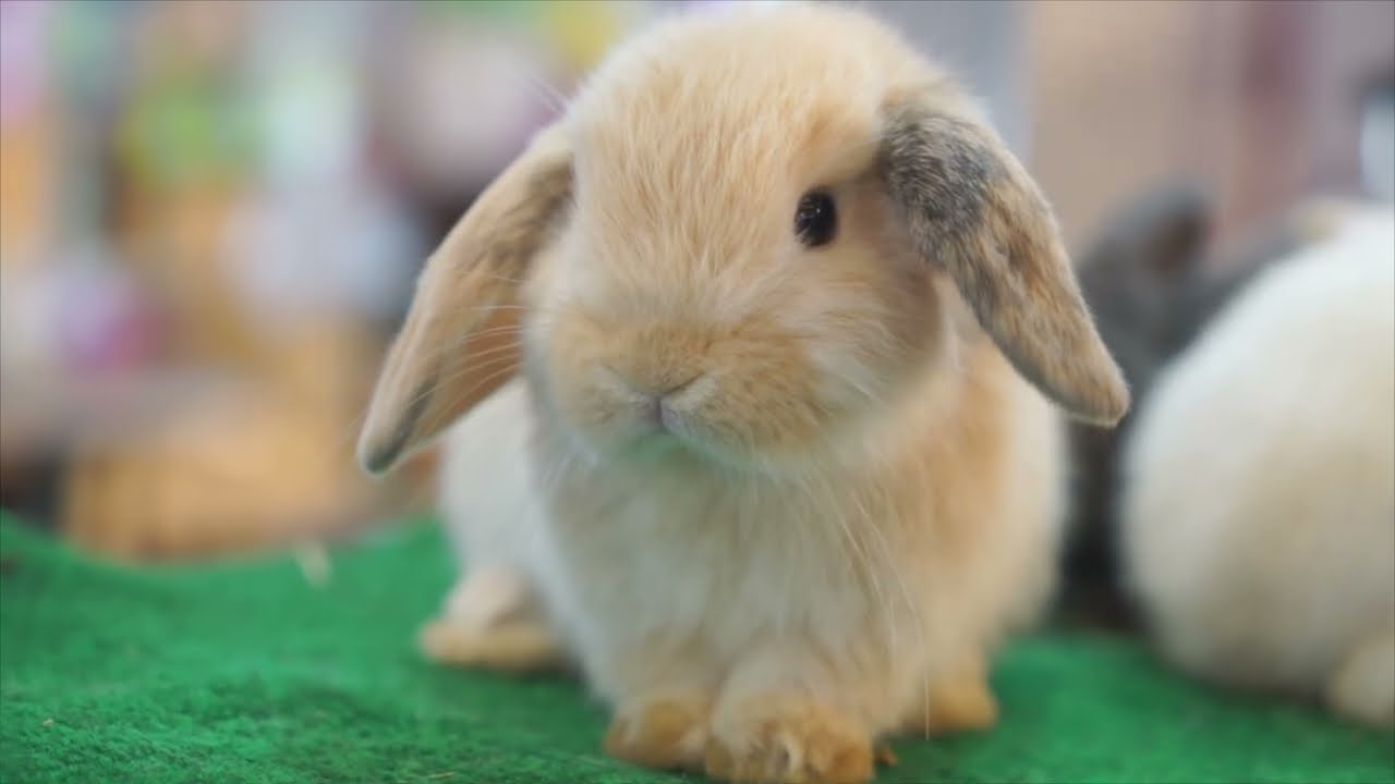 Small Cute Baby Bunnies 🐰💚