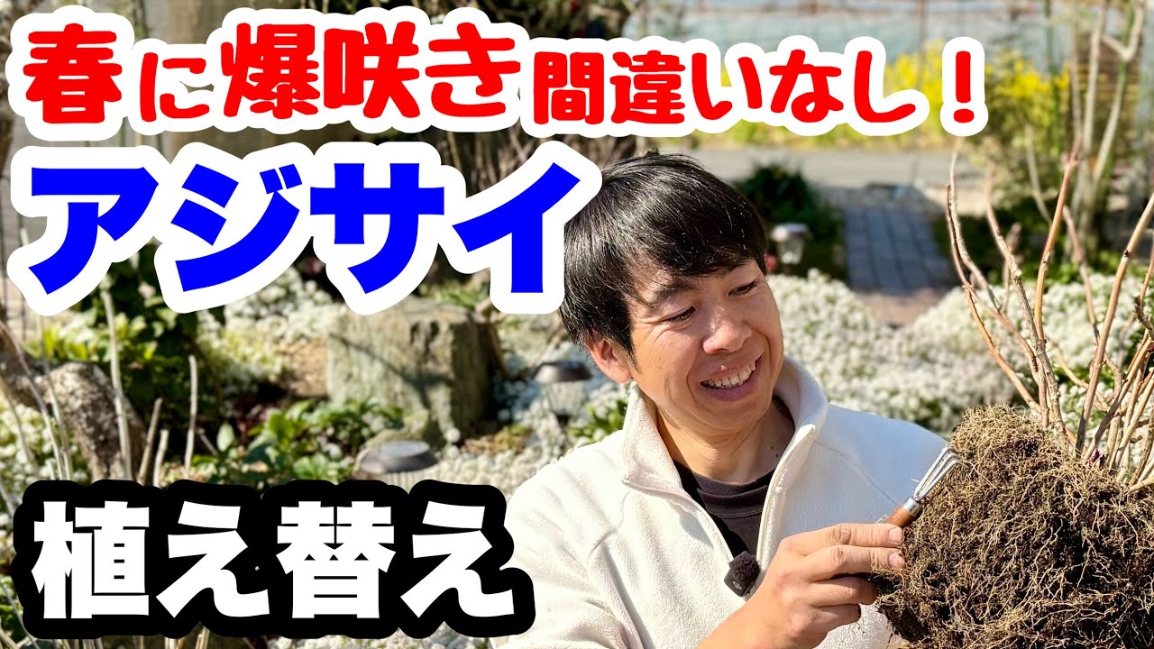 ◆【紫陽花・『冬』の重要作業】コレだけやれば大丈夫！