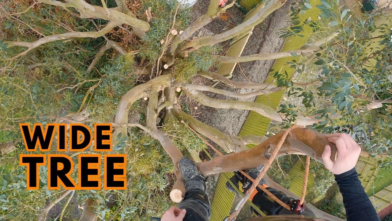 Spready Eucalyptus Removal