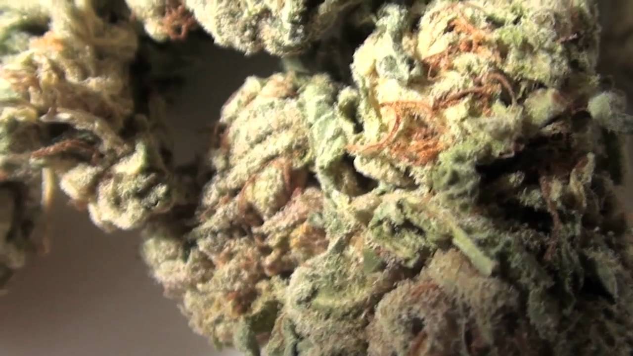 Frosty Kush Strain