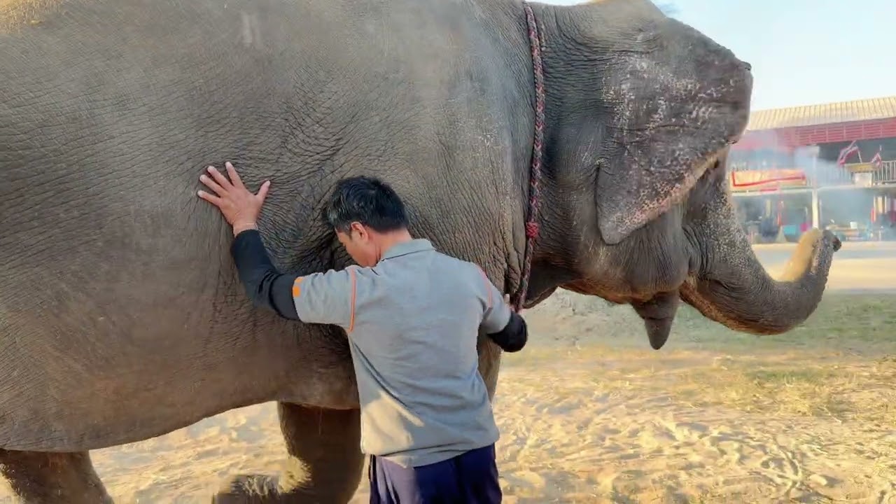 พ่อใหญ่เมาะ บอกเจ้ลำท้อง