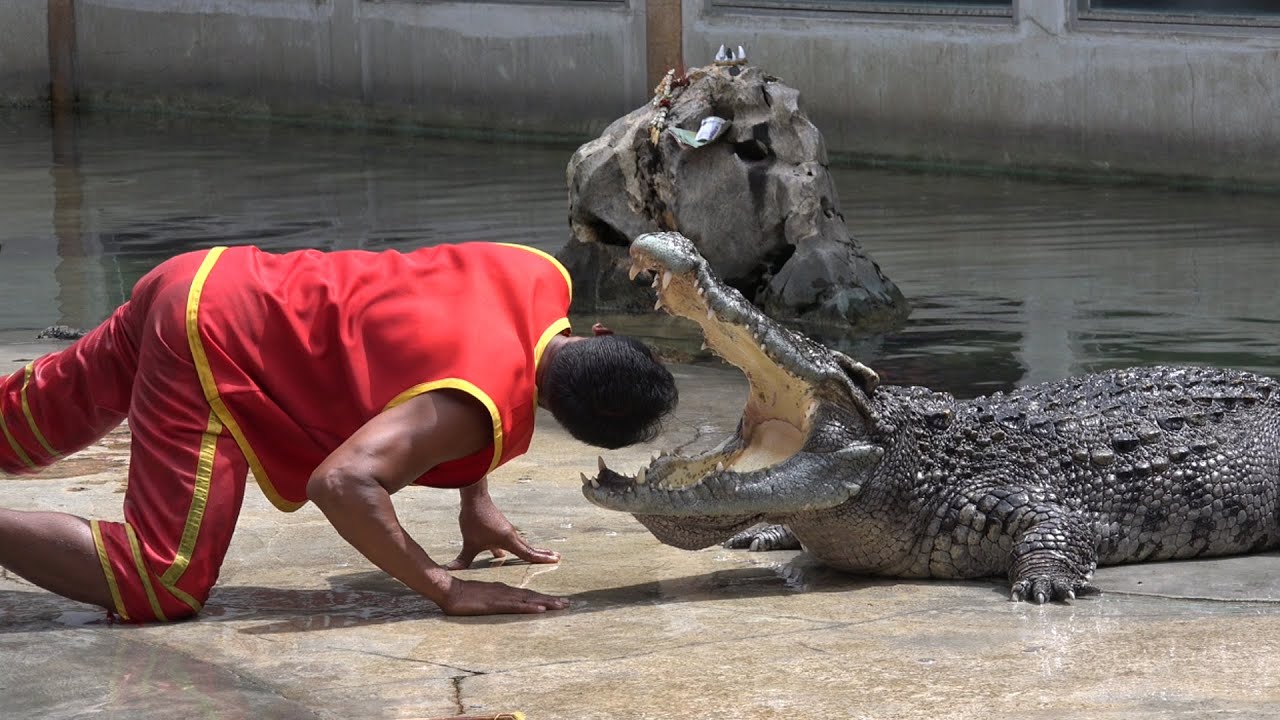 Thailand Crocodile Farm  : ฟาร์มจระเข้สมุทรปราการ : Sony 4K