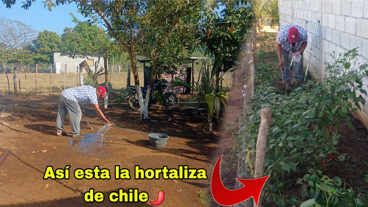Aura les muestra su chilar chocolate tiene muchos chiles maduroa😱Juan limpia y riega la hortaliza😱