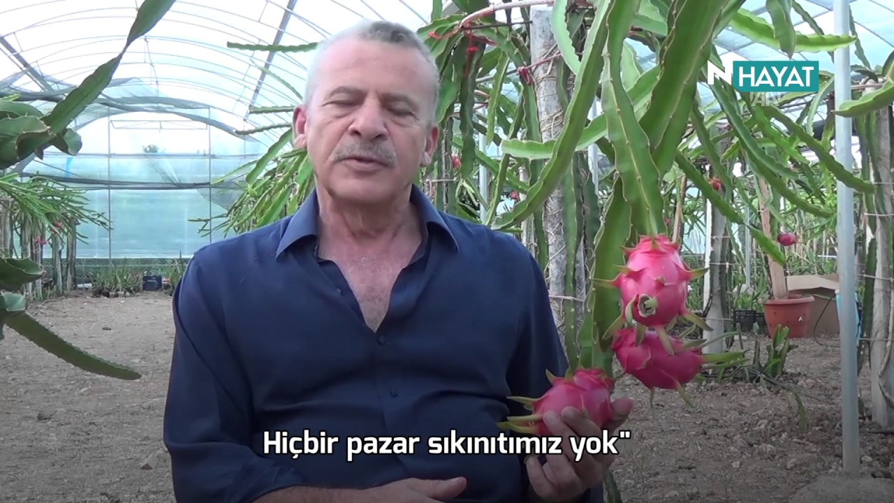 N Hayat... “Ejder meyvesi” Türkiye’de yetiştirilmeye başlandı!