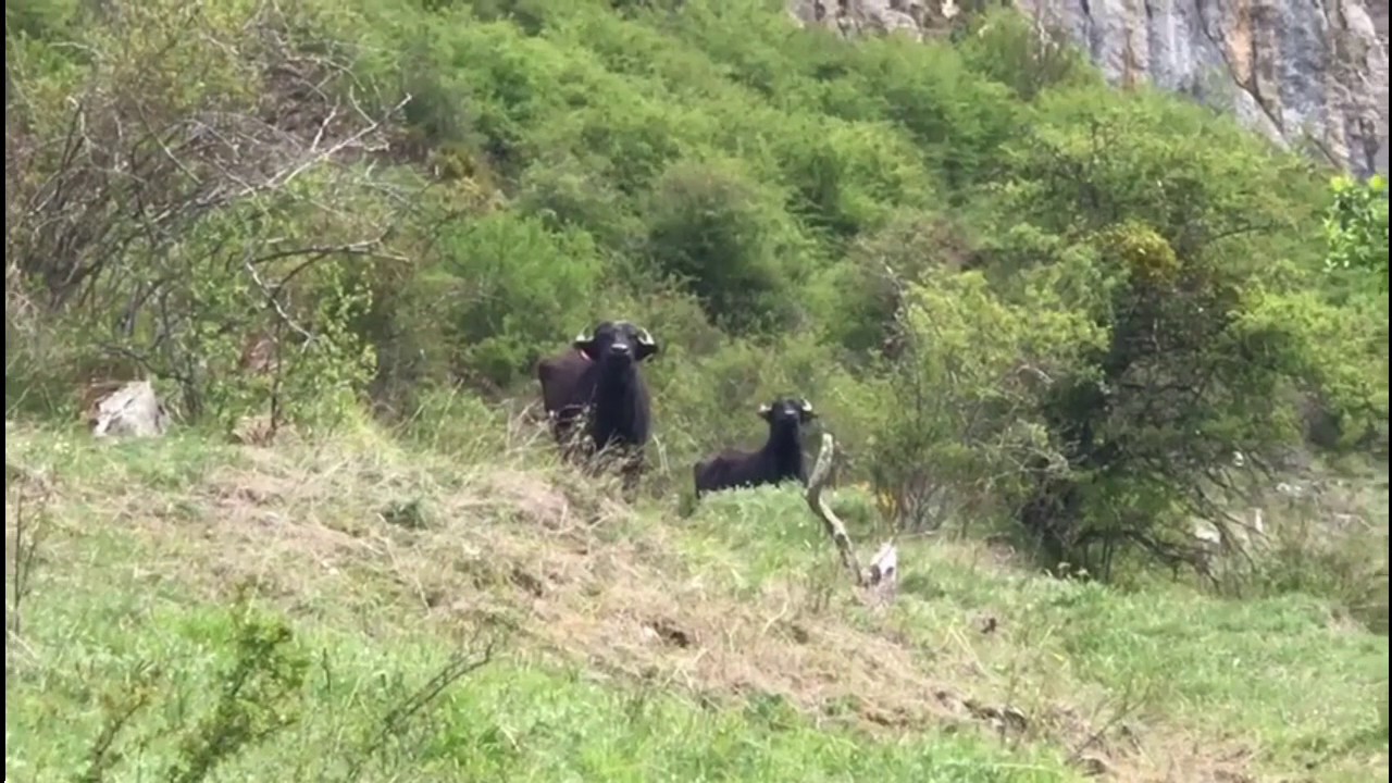 Bisontes y B&uacute;falas en Ria&ntilde;o