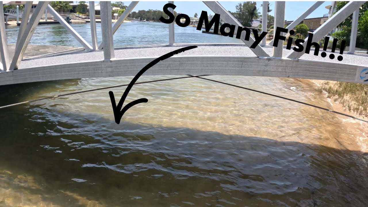 What is living in the shallows of the Maroochy River?