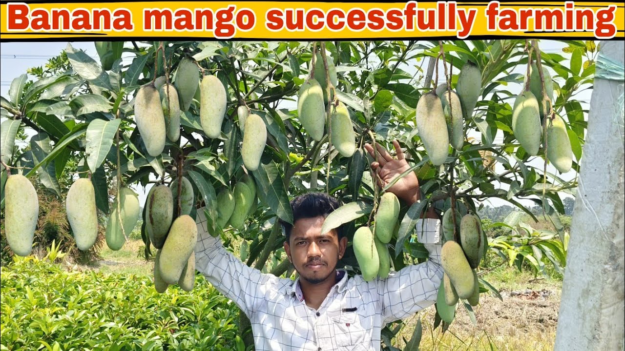 Banana mango farming | Thai banana mango plant nursery