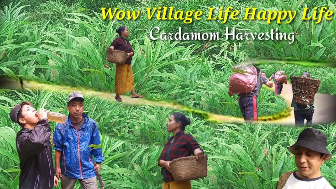 Today we are plucking Cardamom/Organic Cardamom/Village Documentary/Cardamom Harvesting/Darjeeling