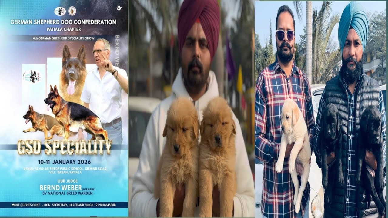 Patiala's Spectacular German Shepherd Show: A Dog Lover's Dream