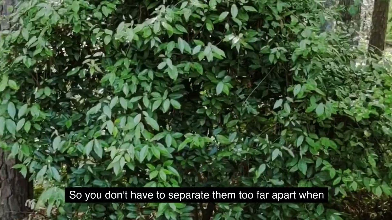 Explore the Silverberry Bush and Root From Cuttings