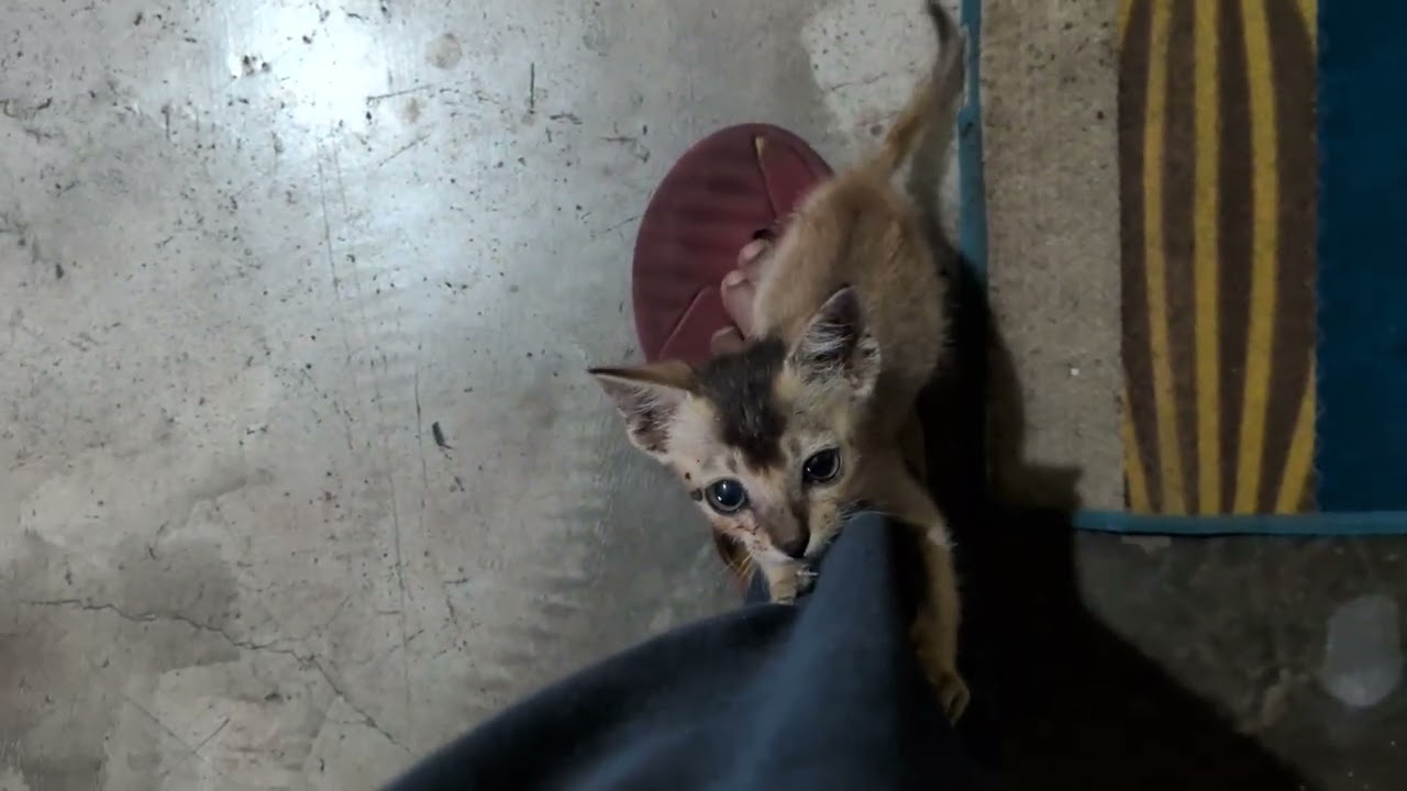 Clumsy Kitten Climbs Me… Then Falls 🥲🐾