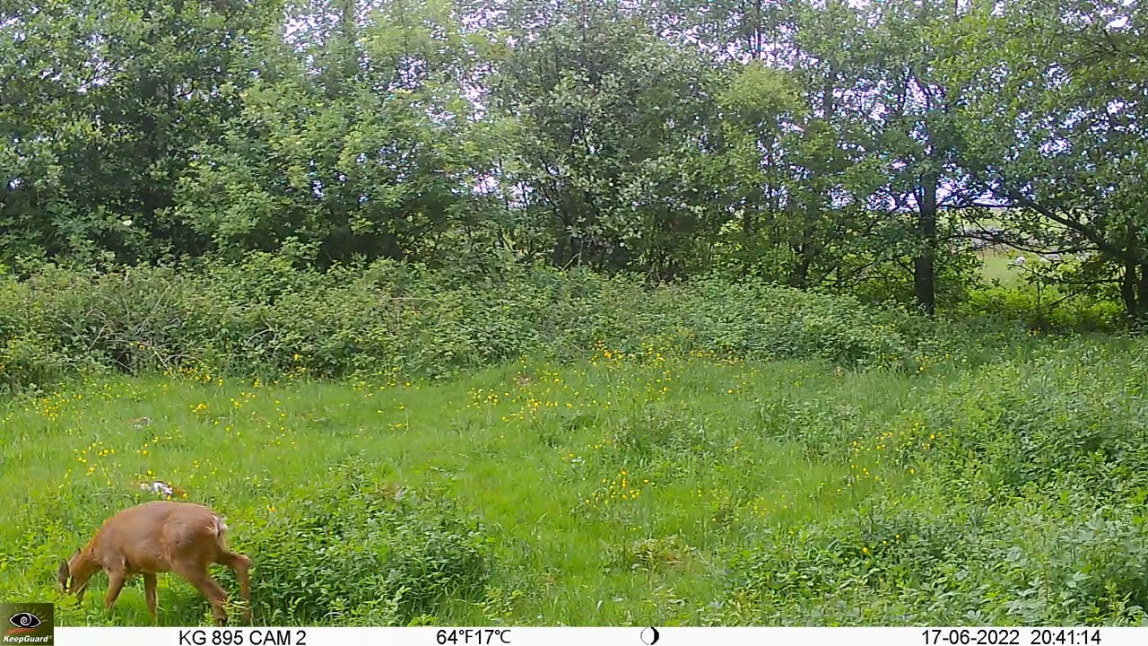 Keepguard KG895 30MP HD 4G LTE CLOUD. Roedeer taking a rest infront of the camera 202206-17