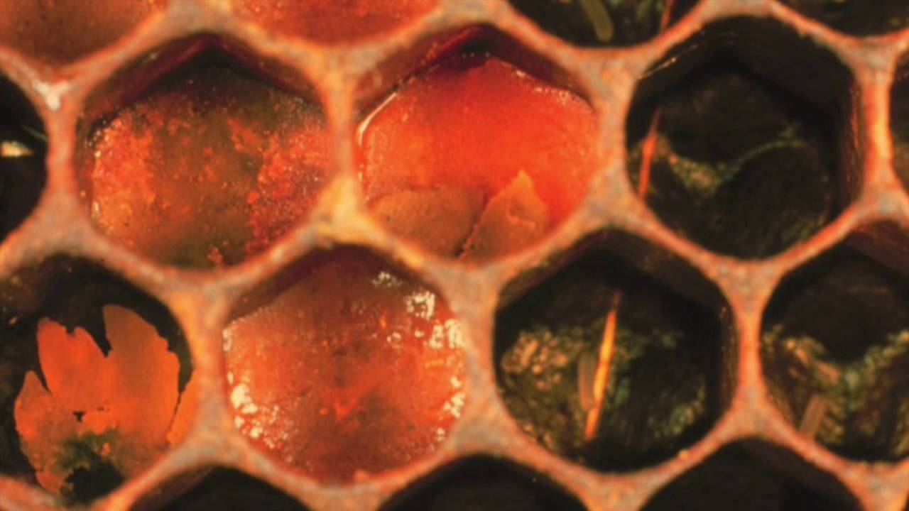 Clarence Collison: Beeswax Comb...What Does It Tell You?