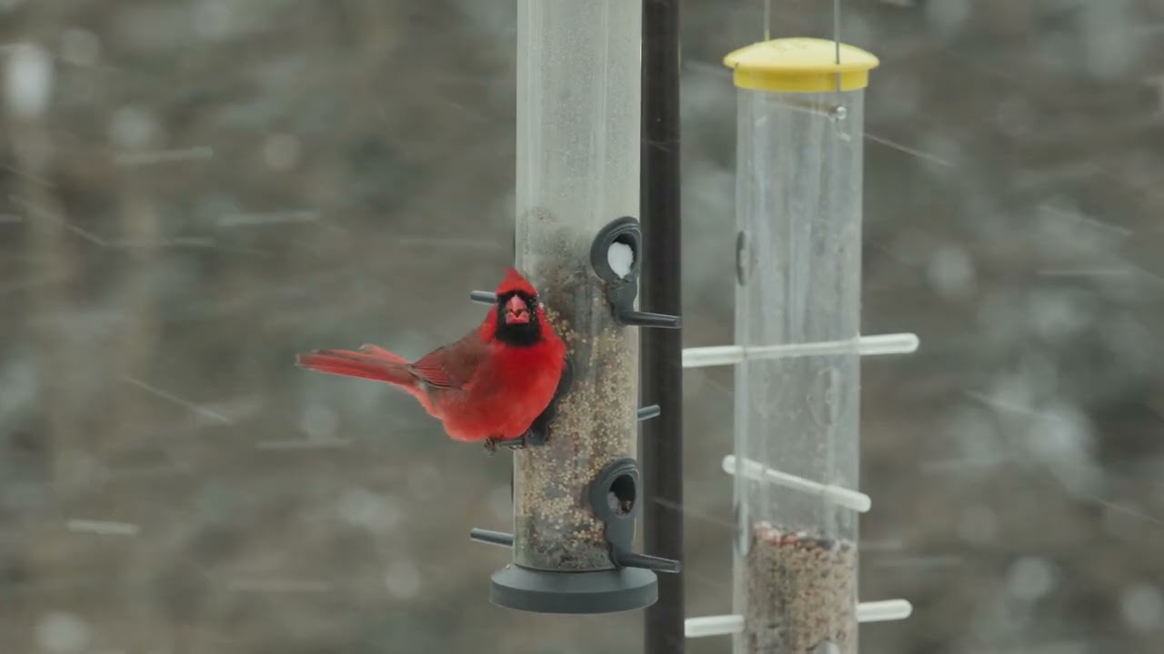 c400 birds SNOW