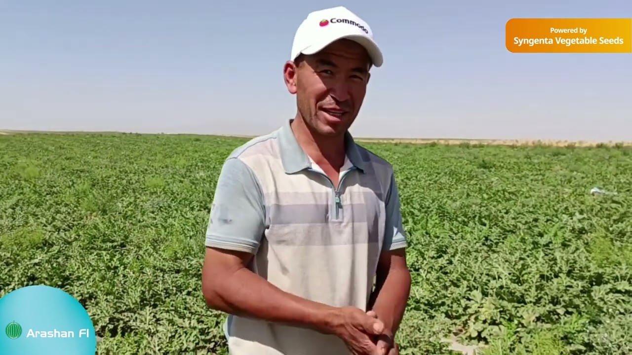 Arashan F1 - ushbu tarviz haqida dexqon bilan suhbat