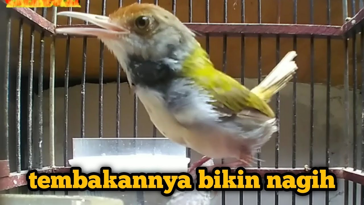 prenjak lumut GACOR tembakan variasi