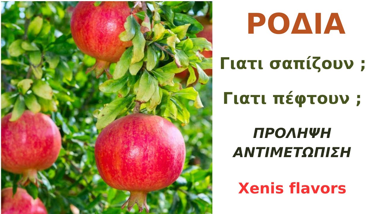 ΡΟΔΙΑ ΣΑΠΙΣΜΑΤΑ (ΜΟΥΜΙΟΠΟΙΗΣΗ).ΓΙΑΤΙ ΠΕΦΤΟΥΝ ΟΙ ΚΑΡΠΟΙ; Xenis flavors