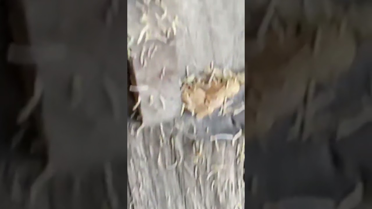 So Many Insects on Earth! (2024)