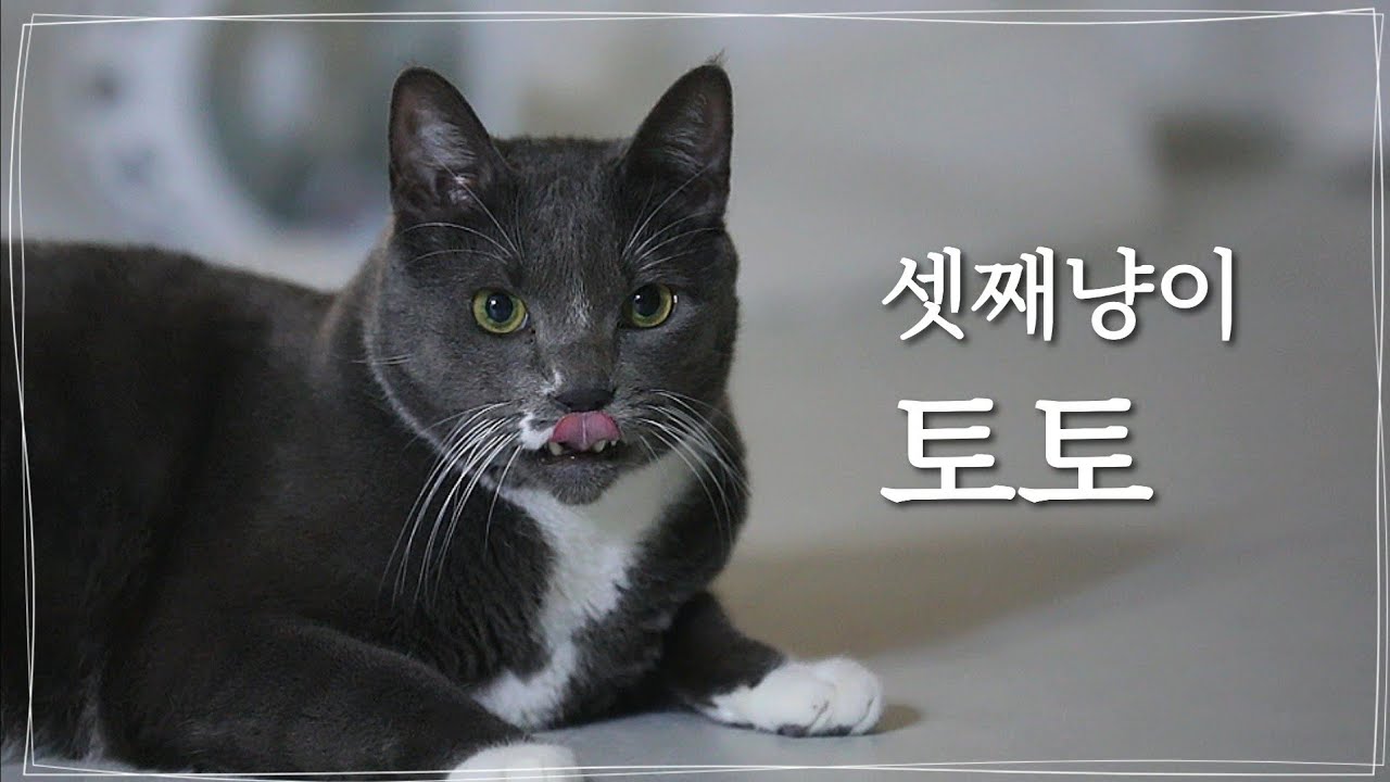 셋째냥이 토토🧡