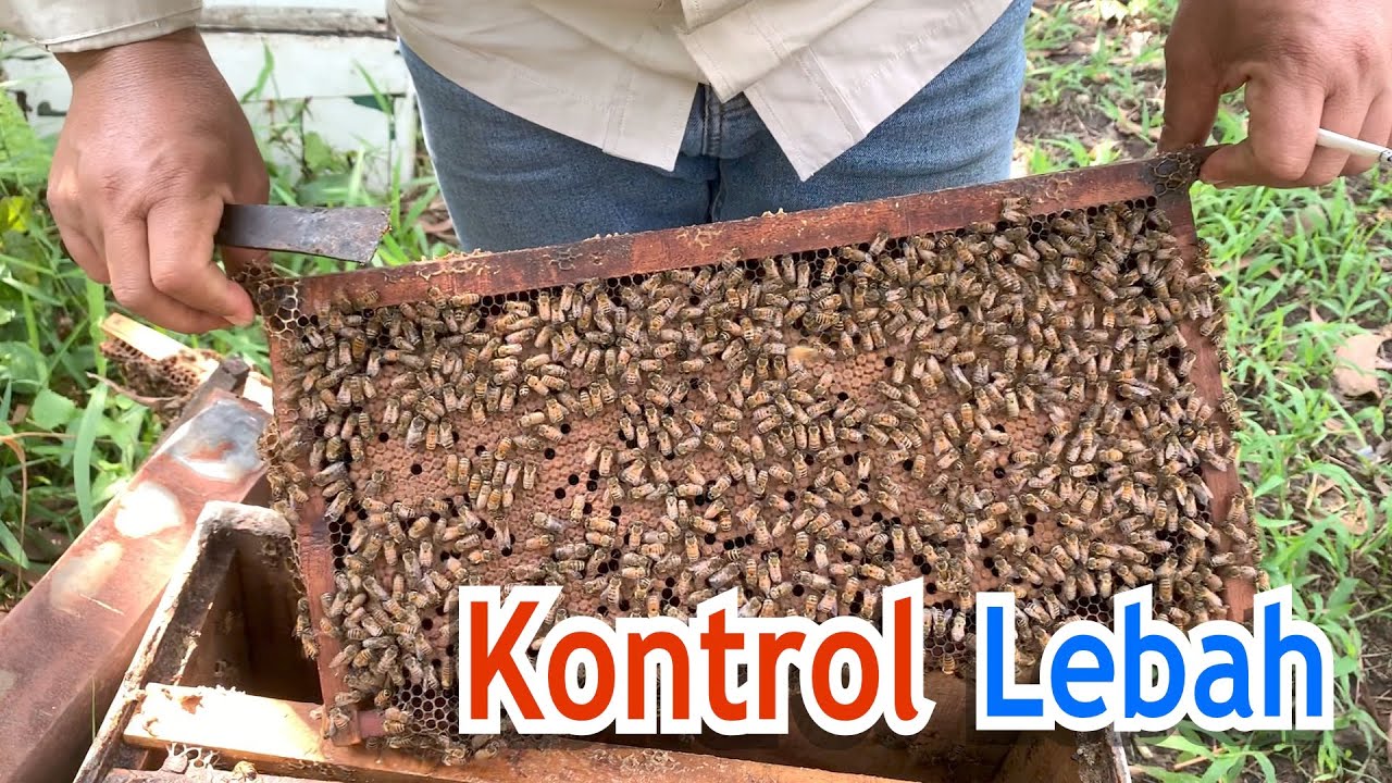 Kontrol Lebah