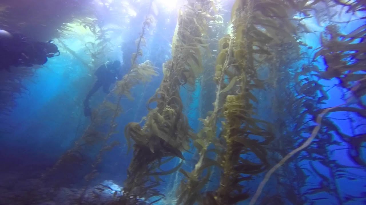 Scuba Dives - Santa Cruz Island - Channel Islands
