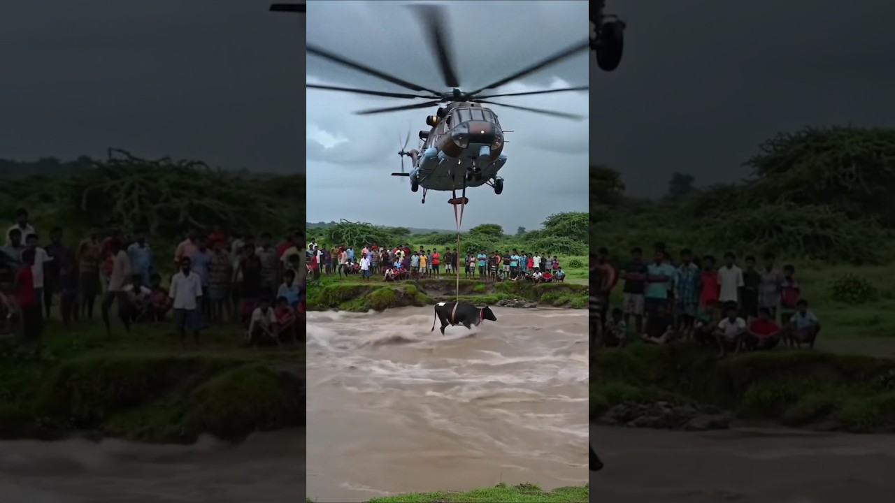 Indian Army helicopter rescues cow drowning in river