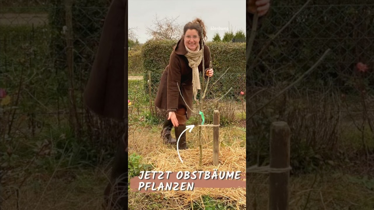 Obstbaum Pflanz-Anleitung 🍎🍐🍒 so geht's 🤗 #garten #selbstversorgung
