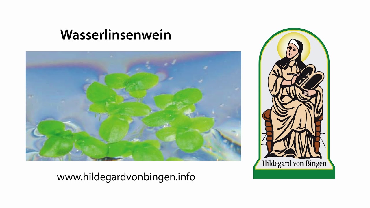 Der Wasserlinsen-Wein (Trank) bei Hildegard von Bingen