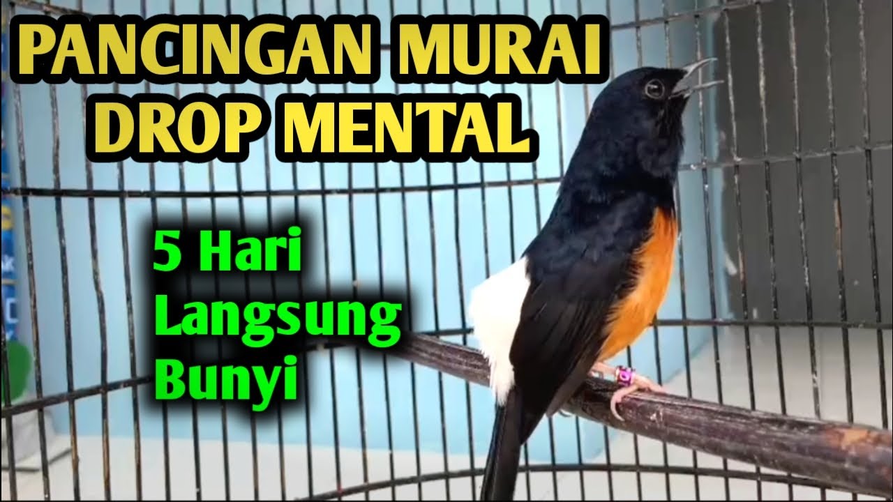 murai batu gacor AMPUH buat PANCINGAN murai batu agar bunyi JADIKAN burung murai gacor EMOSI
