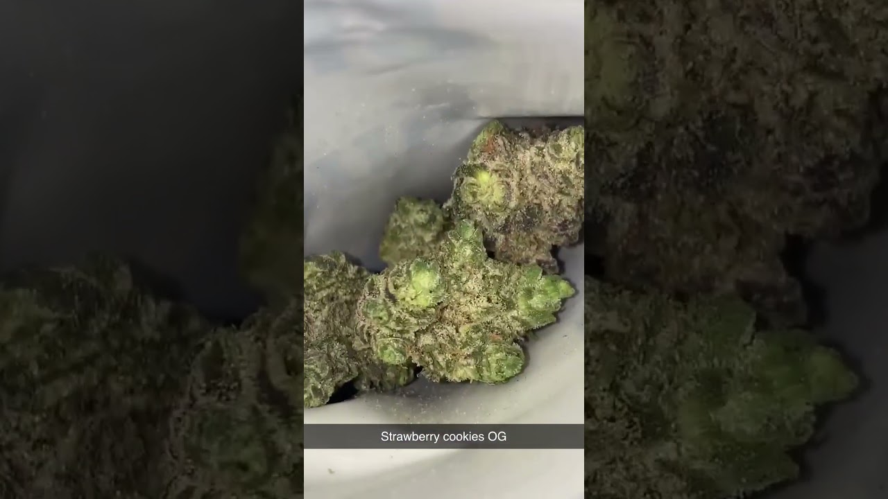🌲Field Trip 🚌 Strawberry 🍓Cookies OG 🌲 Field trips are better with buds 😎 #fyp