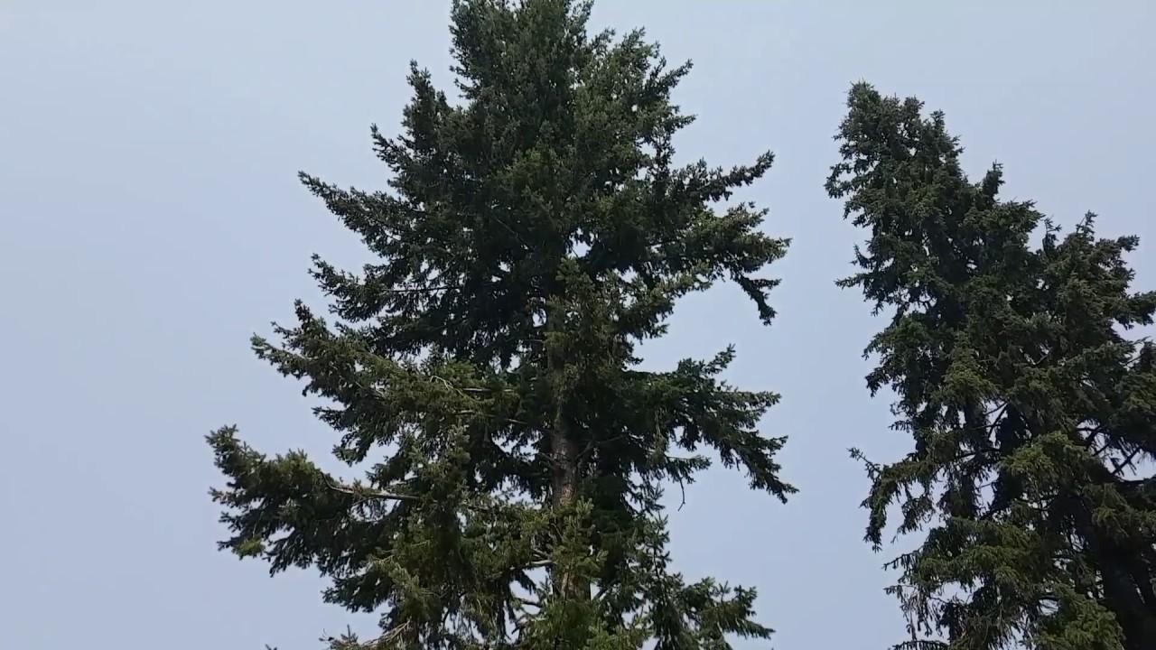 A Talking Crow in my backyard?