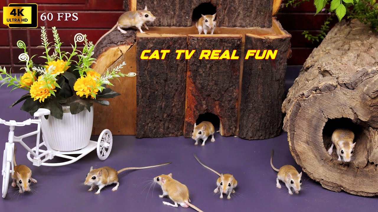 Cat TV Mouse Maze | Real Mice Run, Jump & Hide in Logs | 8 Hours 4K HDR Video for Cats