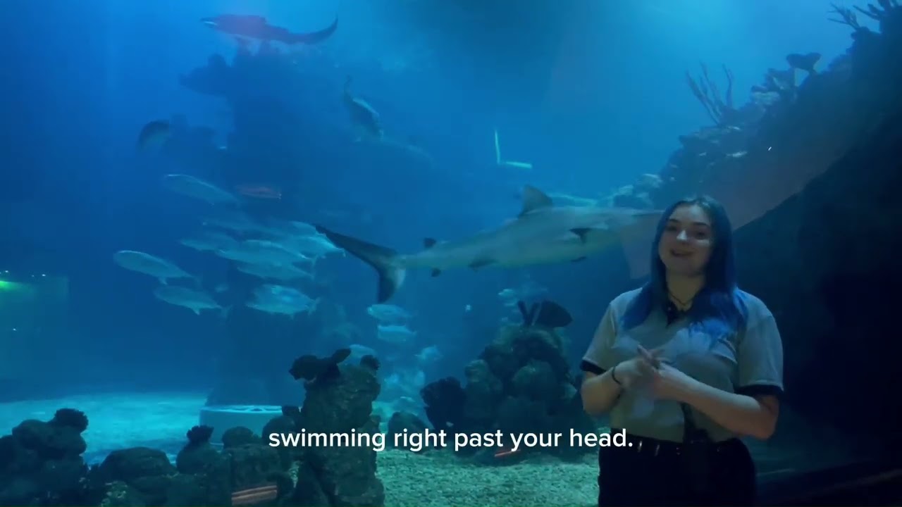 Shark Awareness Day 2023 | The Deep Hull
