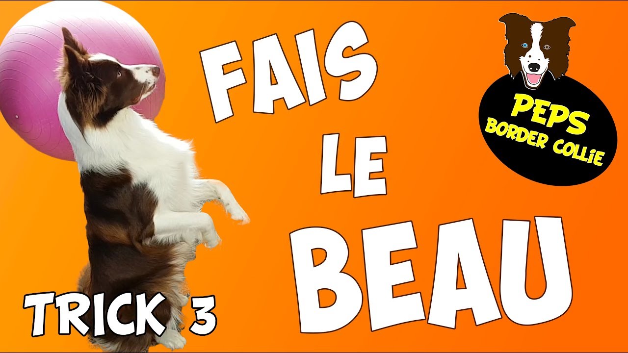 APPRENDRE à FAIRE LE BEAU
