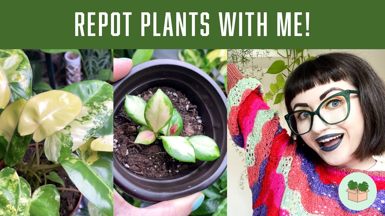 Chatty houseplant repot 🪴(repotting plants for autumn)