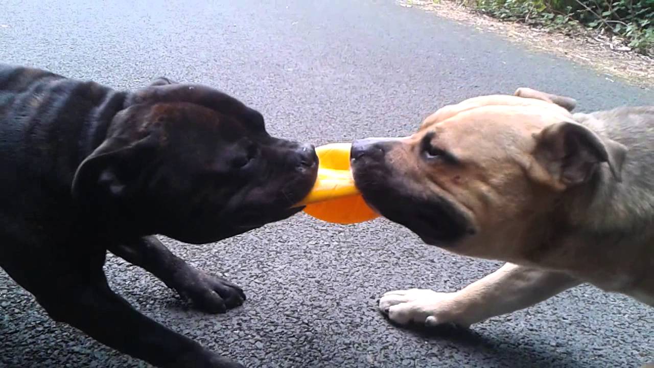 staff vs staffie
