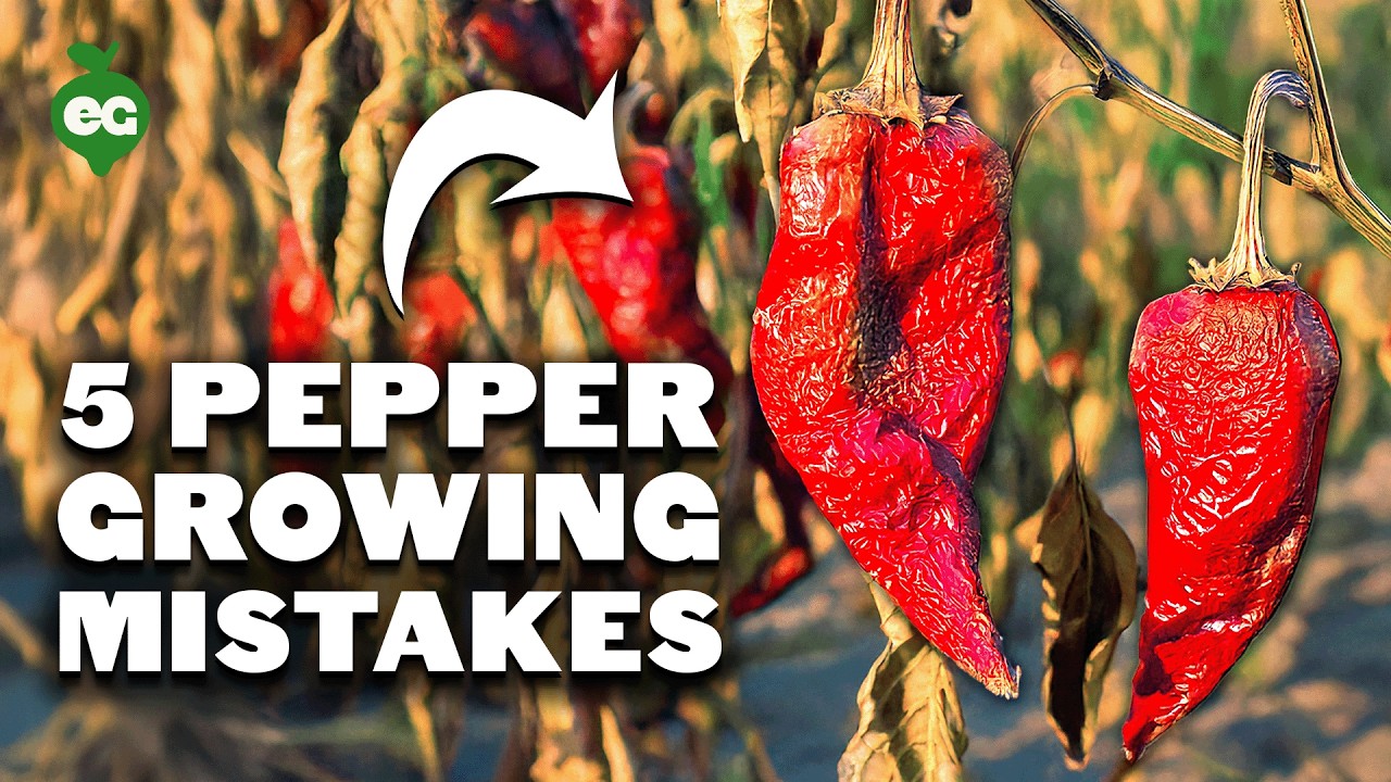 5 Pepper Growing Mistakes to Avoid