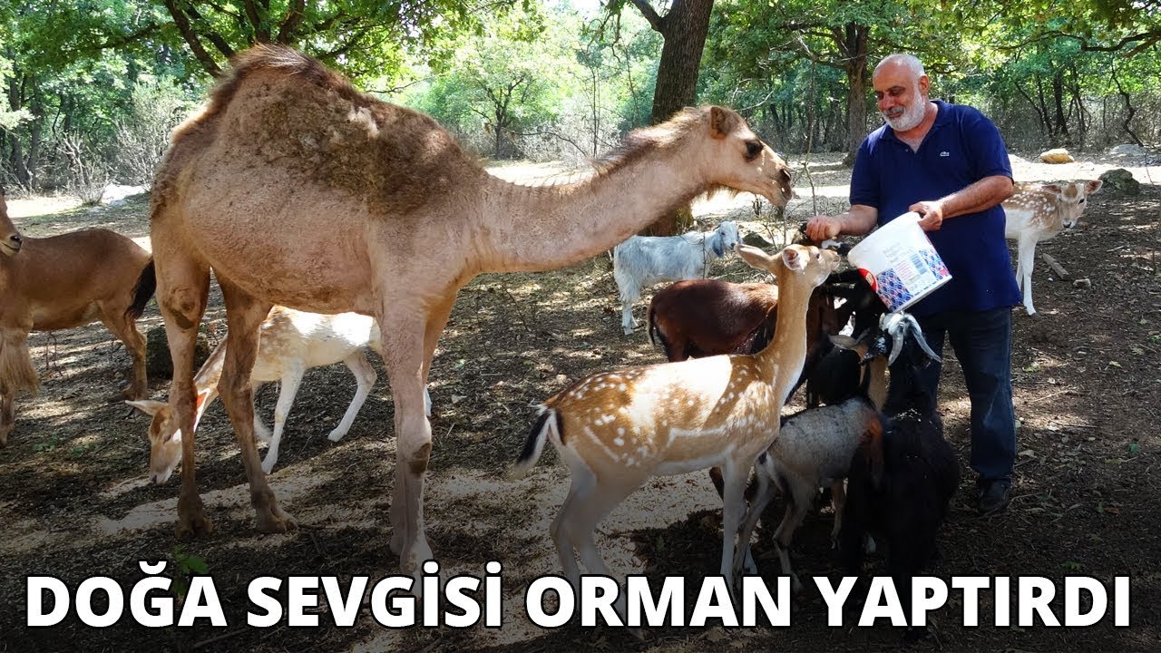 Doğa sevgisi orman yaptırdı