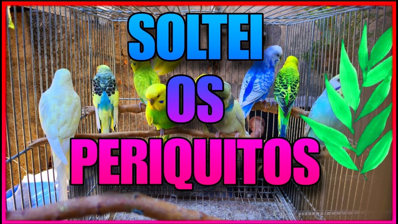 FIZ A SOLTURA DE TODOS OS PERIQUITOS COLORIDOS NO GAIOLÃO