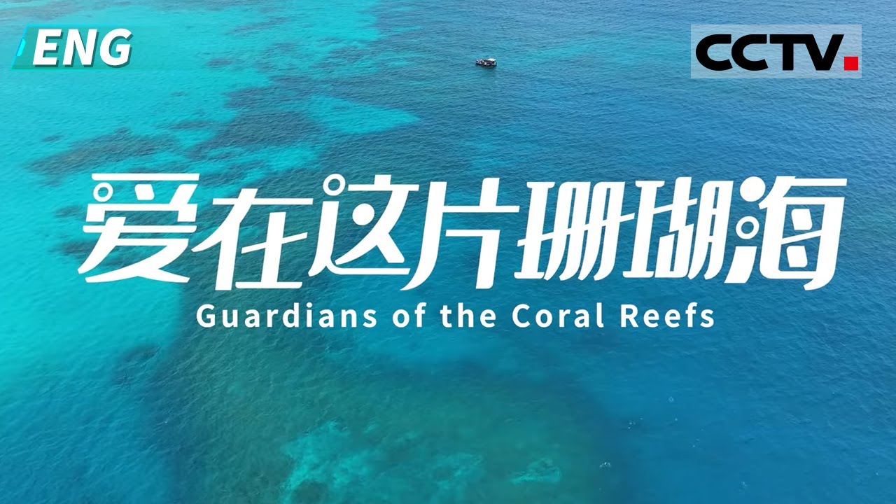 【ENG】《爱在这片珊瑚海》守护蔚蓝秘境 探寻隐藏着海洋最绚烂也最微妙的生物密码【CCTV纪录】